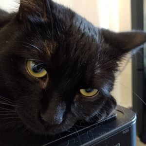 Meet your Posher, Lucille